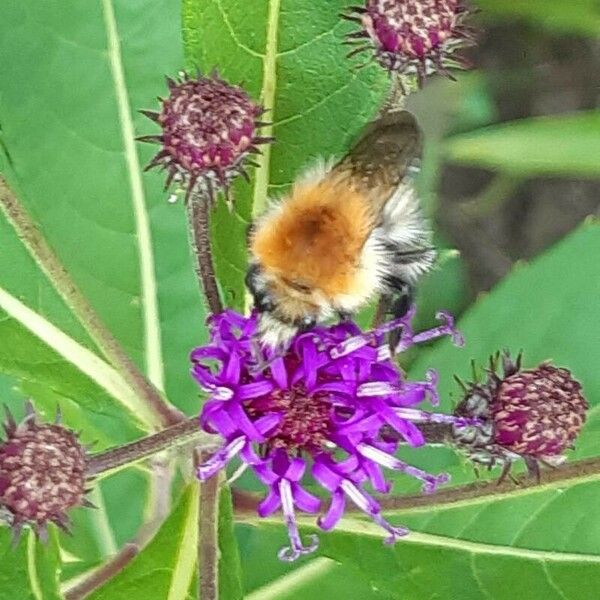 Vernonia baldwinii Kwiat