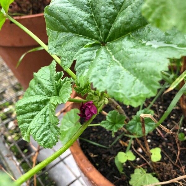 Malva pusilla Flor