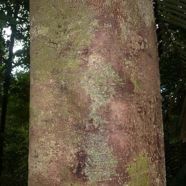 Caraipa densifolia Lubje