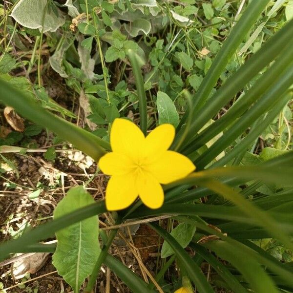 Zephyranthes citrina Flower