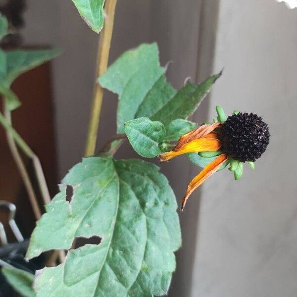 Rudbeckia fulgida Flower