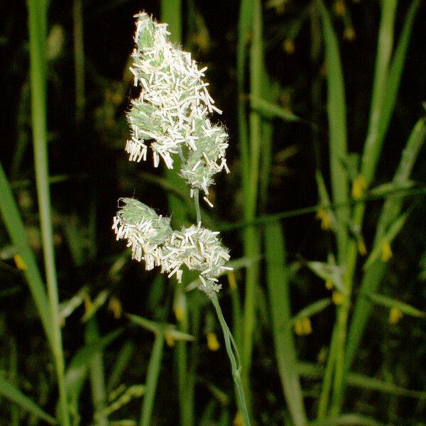 Dactylis glomerata Blomma