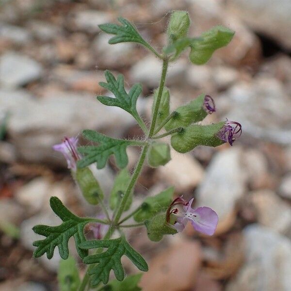 Teucrium botrys Habitus