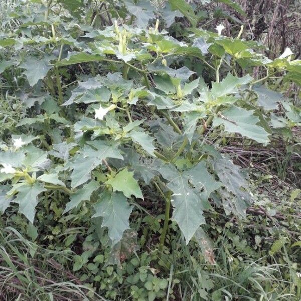 Datura stramonium 整株植物