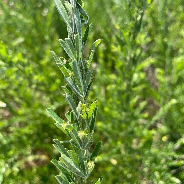 Lespedeza cuneata Folha