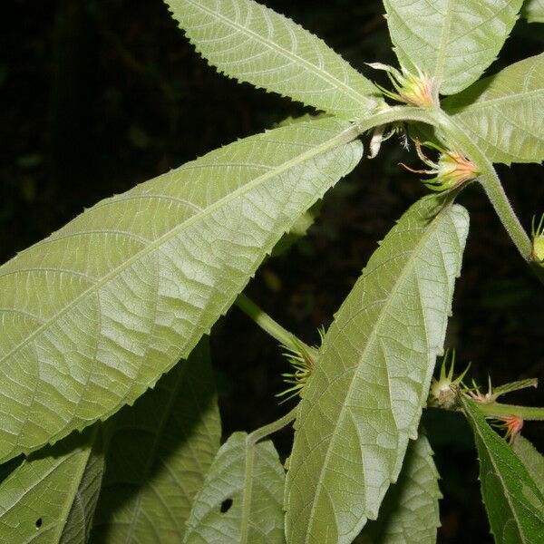 Acalypha apodanthes Blad