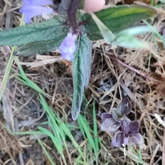 Scutellaria galericulata Leaf