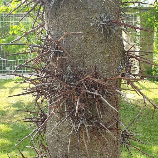 Gleditsia sinensis Bark