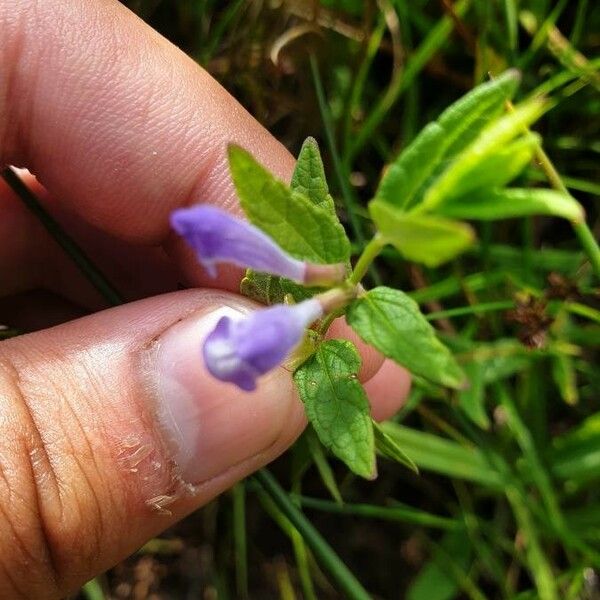 Scutellaria lateriflora Foglia