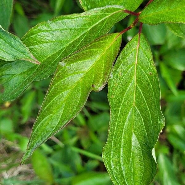 Cornus racemosa Yaprak