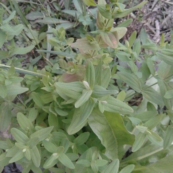 Hypericum mutilum Leaf