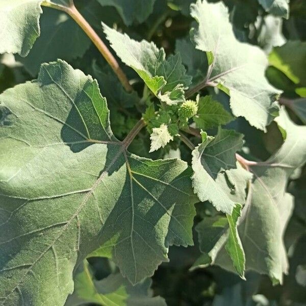 Xanthium orientale Blatt