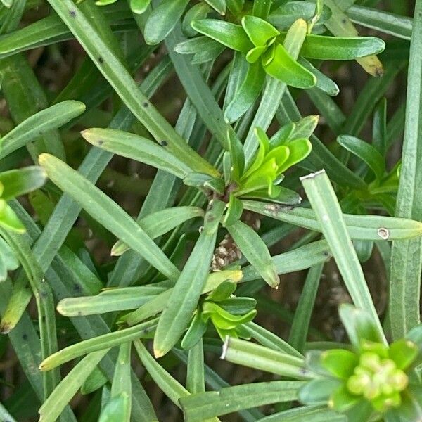 Iberis saxatilis Leaf