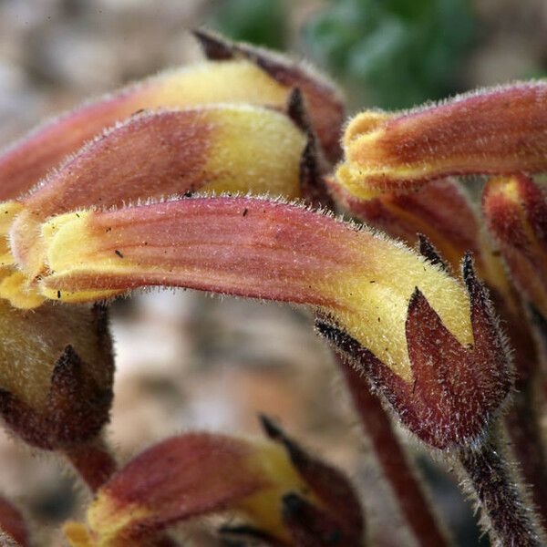 Orobanche fasciculata Flower