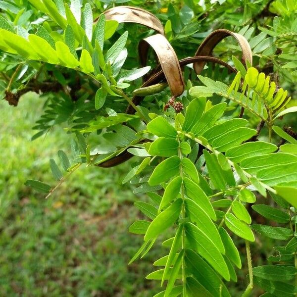 Calliandra surinamensis Altres