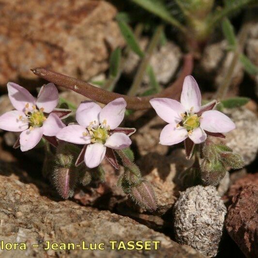 Rhodalsine geniculata Flower