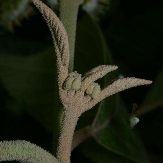 Callicarpa acuminata Coajă