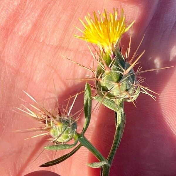 Centaurea melitensis Žiedas