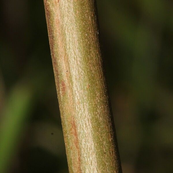 Clibadium surinamense 樹皮