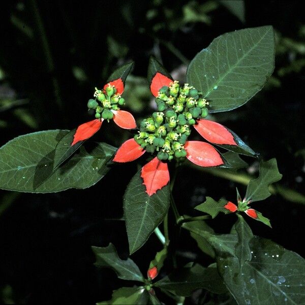 Euphorbia heterophylla Flower