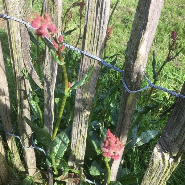 Rumex acetosa Blomst