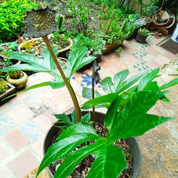 Tacca leontopetaloides Fuelha