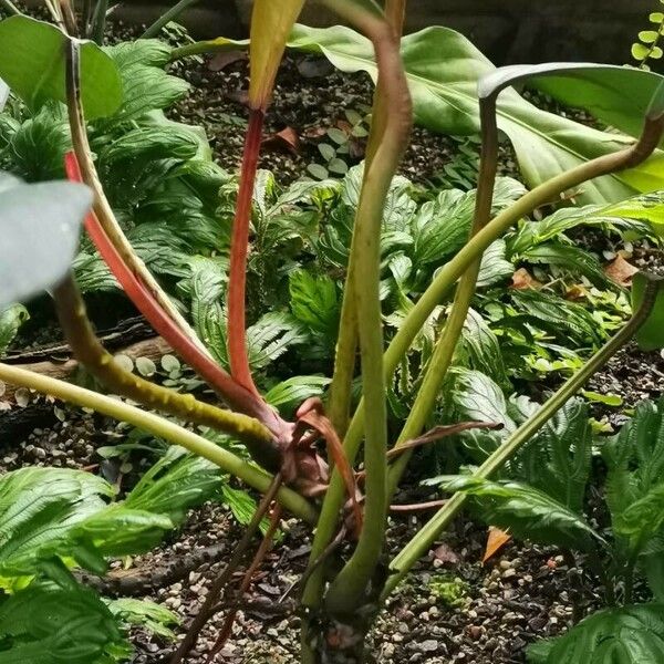 Philodendron callosum ശീലം