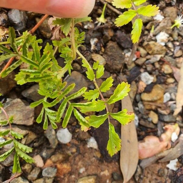 Acaena novae-zelandiae Fuelha