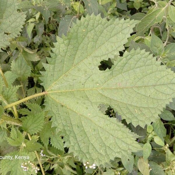 Girardinia diversifolia Leaf