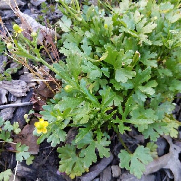 Ranunculus sceleratus Blad