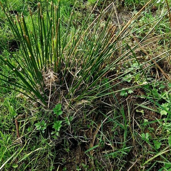 Juncus effusus Blad