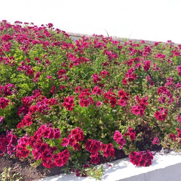 Pelargonium graveolens Virág