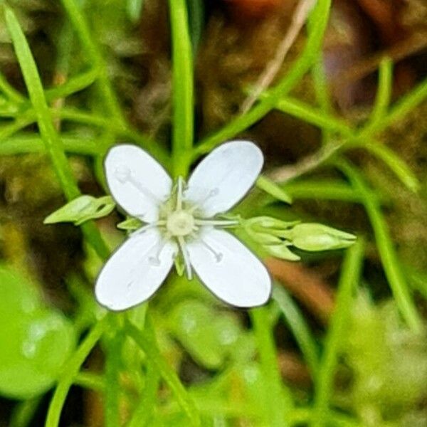 Moehringia muscosa 花