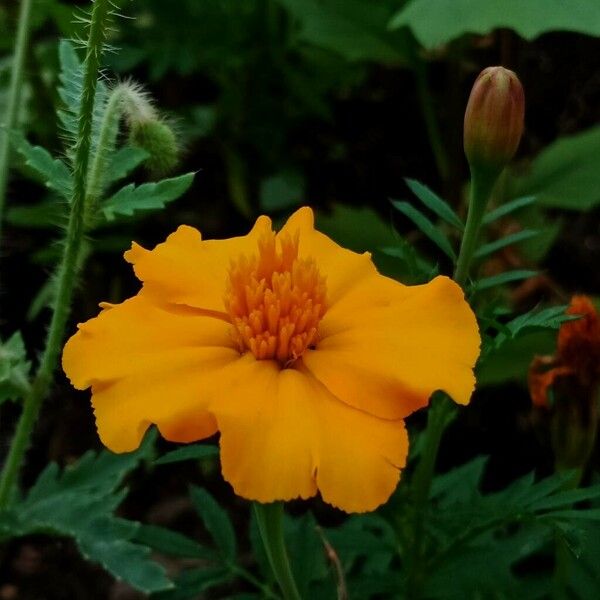 Tagetes tenuifolia Blomma