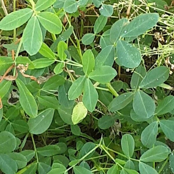 Arachis hypogaea Leaf