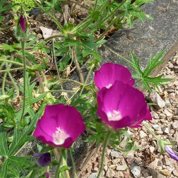 Callirhoe involucrata Flor