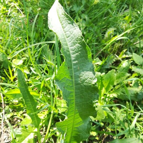 Rumex altissimus ᱥᱟᱠᱟᱢ