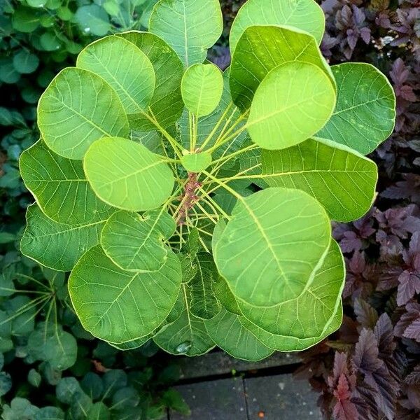 Cotinus coggygria Folha