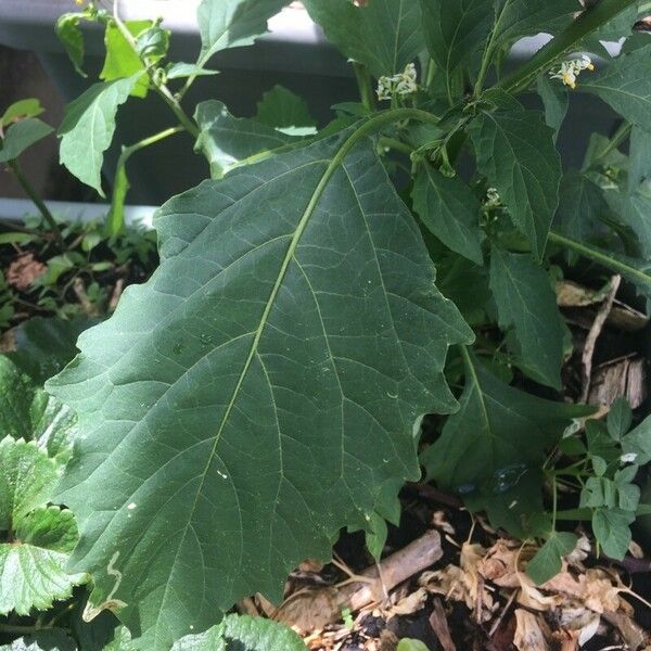 Solanum americanum Ліст