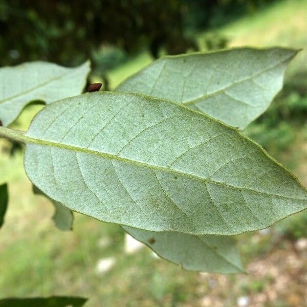 Quercus ilex List