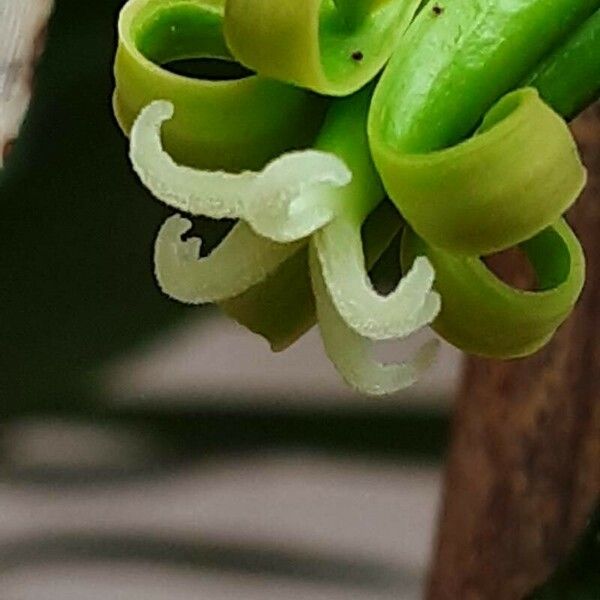 Vasconcellea pubescens Kvet