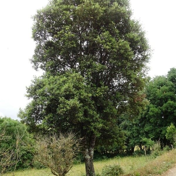 Quercus ilex Habitus