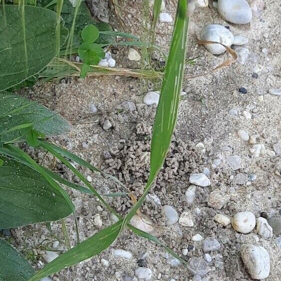 Avena barbata Leaf