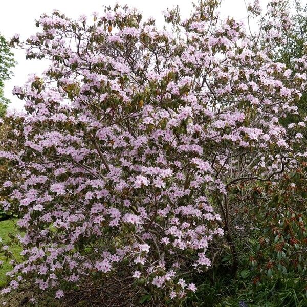 Rhododendron davidsonianum