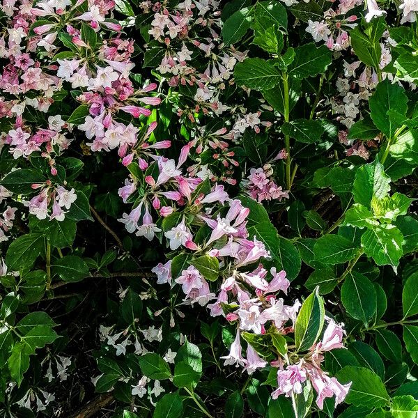 Weigela florida പുഷ്പം