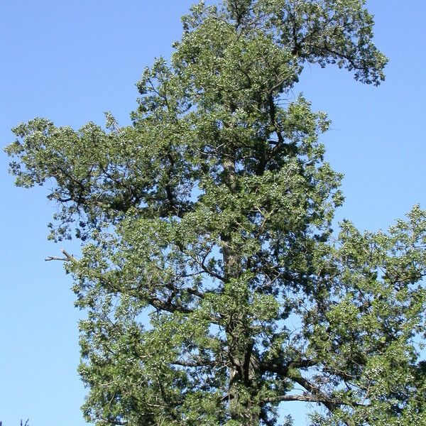 Juniperus chinensis Costuma