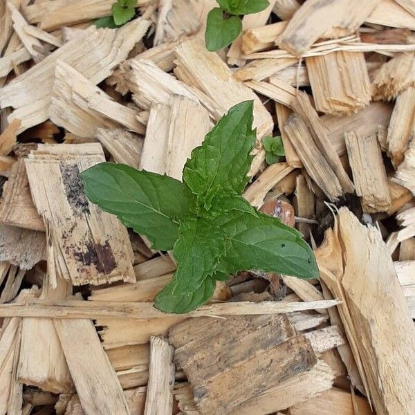 Mentha canadensis Лист