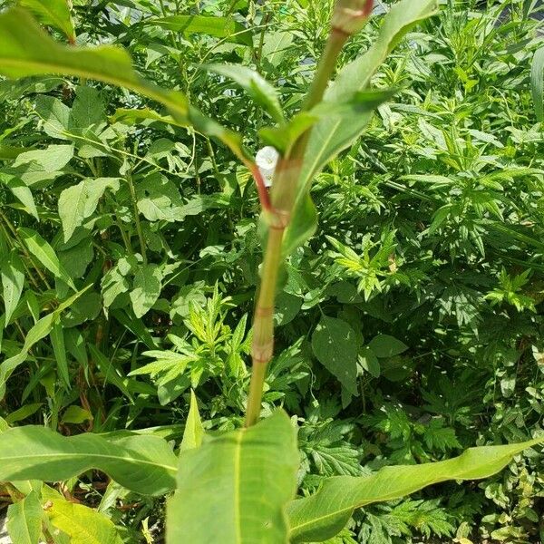 Polygonum lapathifolium Ŝelo