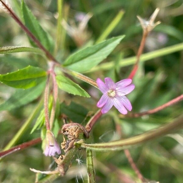 Epilobium ciliatum Floare