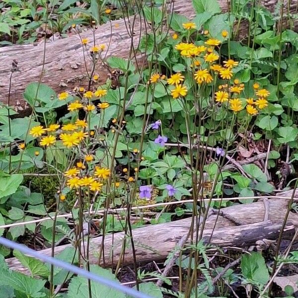 Packera aurea Blomma